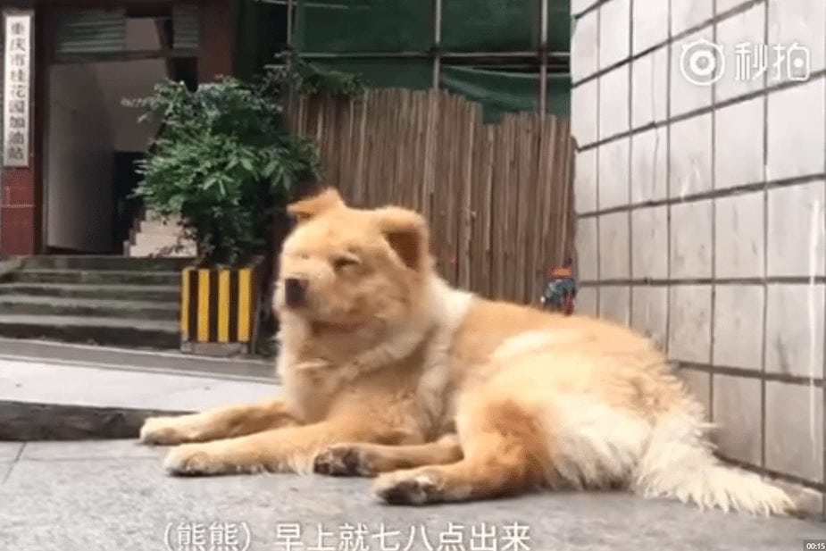 china-dog2