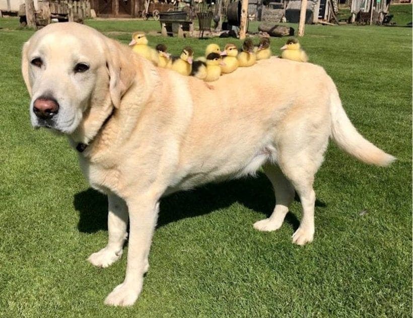 perro-patitos