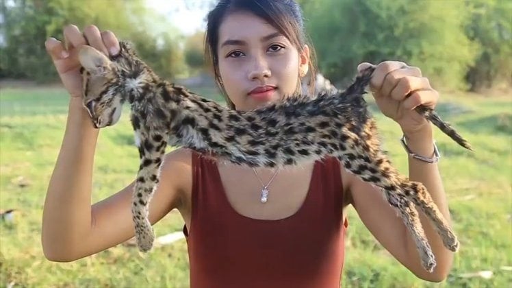 Ah Lin Tuch cooking and eating the endangered fishing cat.   NEWS COPY - WITH VIDEO AND PICTURES  A woman was arrested after she filmed herself cooking and EATING endangered animals - to earn money on YOUTUBE.

Mother-of-one Ah Lin Tuch and husband Phoun Raty made videos of her skinning an endangered fishing cat, a large lizard and protected species of birds.

Wearing hot pants and crop tops, she grilled them on a camp fire fire and ate them in the jungle near the home in Phnom Penh, Cambodia. Other clips show her eating a king cobra, shark, sting ray and frogs.

But the footage sparked fury from viewers who slammed the would-be survivalist when it emerged that the many of the creatures were protected species. 

The country's Ministry of Environment launched a man hunt for the couple last Wednesday (09/05) and the next day they appeared before the public admitting they cooked the animals and apologising for ''destroying our wild life''.

Chea Sam Arng, head of the Environment Ministry’s General Directorate for Administration of Nature Conservation and Protection, said: ''We are now in the process of taking legal action against them while the working group is preparing a report on the matter.