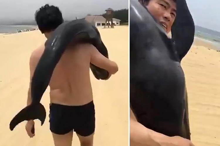 image delfin china sickening moment smirking tourist carries a live dolphin along a beach before putting it in his car and driving off