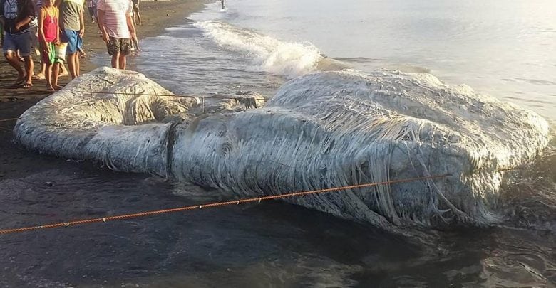 image world news locals believe this giant globster that washed up on a beach spells impending doom