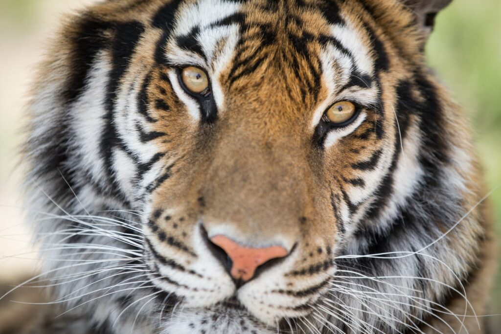 Granada Estos antiguos tigres de circo fueron rescatados y vivirán felices en la isla de Wight image Granada 34818847 1923928984307687 8866946337480900608 o