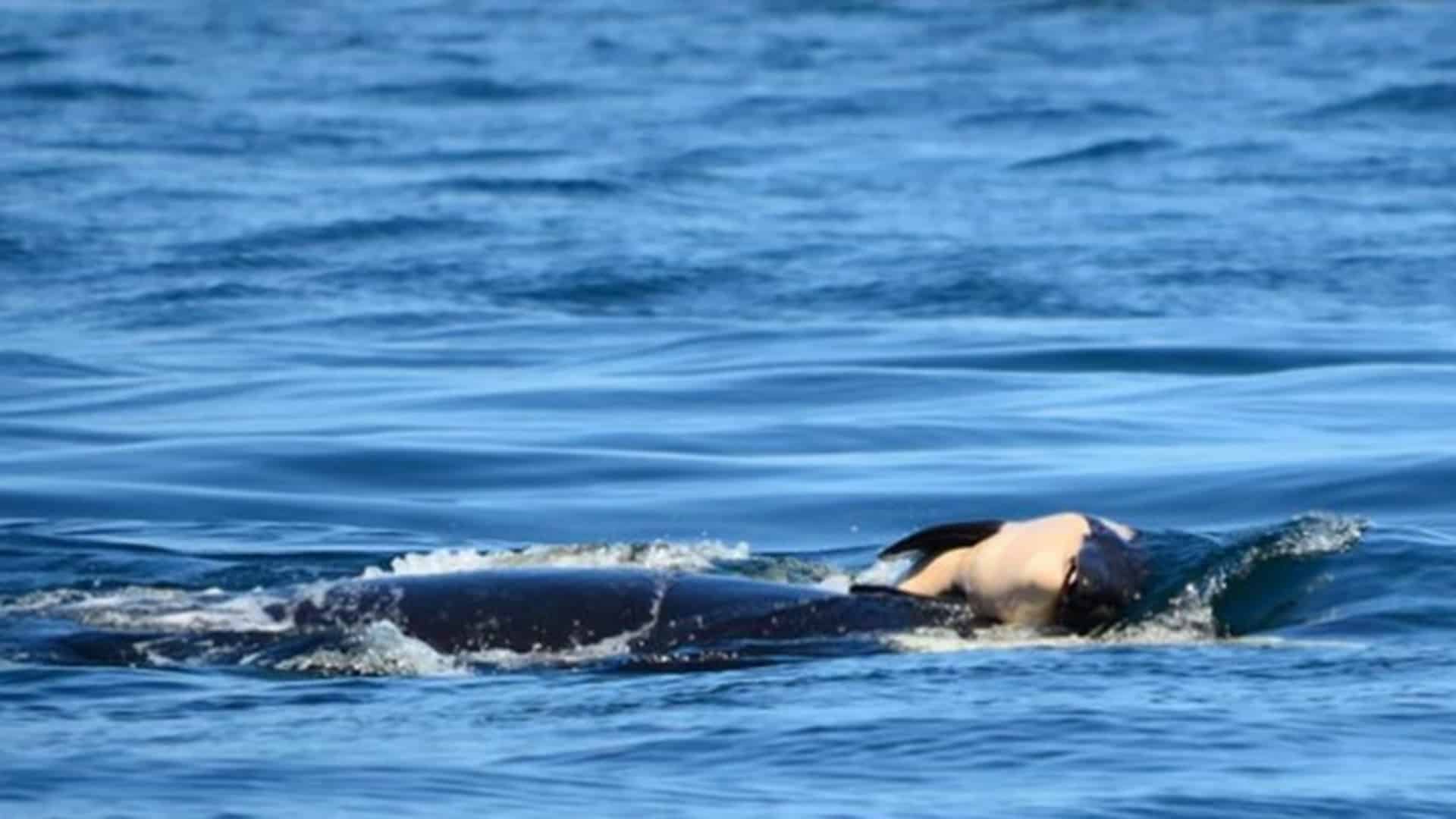 2-Finaliza-el-duelo-de-la-orca-madre-que-cargo-su-cria-muerta-durante-17-dias