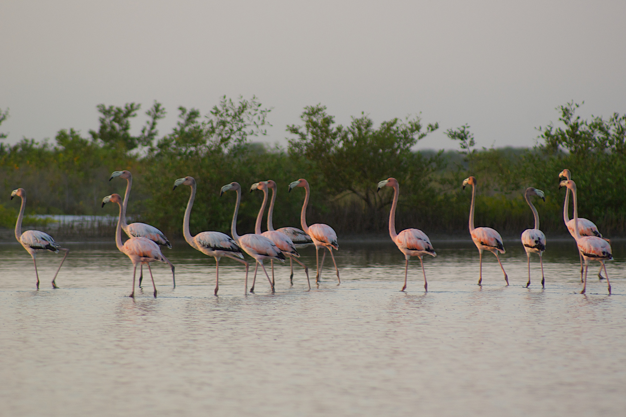 image Guajira santuario los flamencos