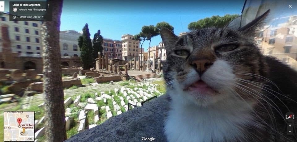 Este gato con cara de confundido fue captado por las cámaras de Google