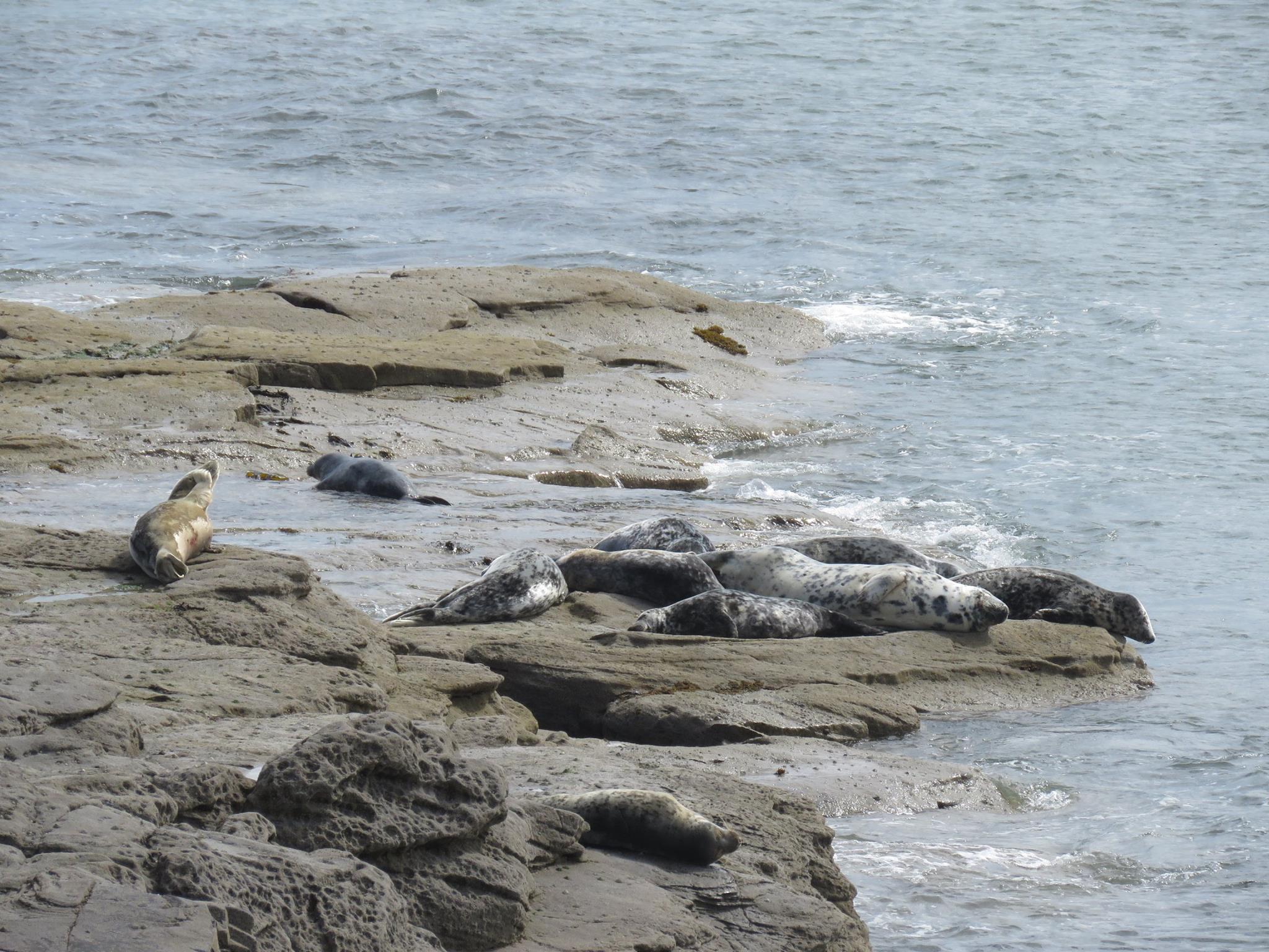 Autor: St. Mary's Seal Watch