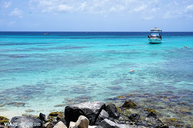 image Aruba Aruba snorkeling caribe viajeydescubra flor zaccagnino