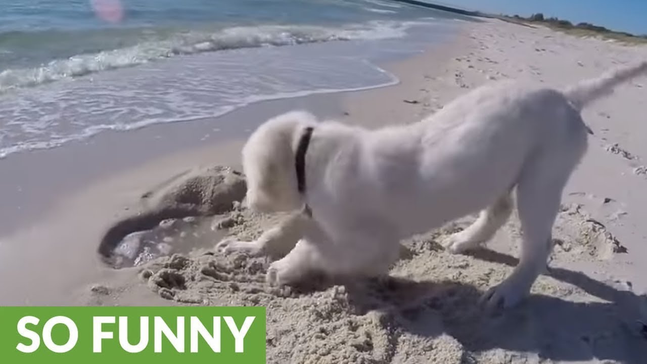 Puppy-digs-hole-on-beach-gets-angry-when-ocean-fills-it-up