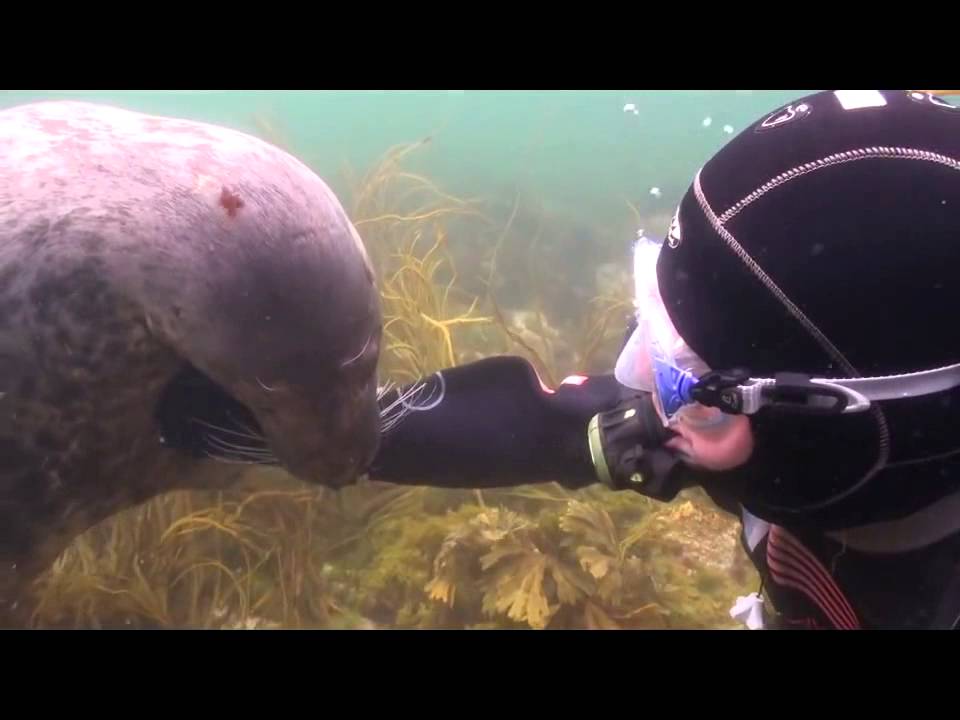 Un-buzo-se-encontro-con-una-foca-que-lo-que-queria-era-que-le-sobaran-la-barriga