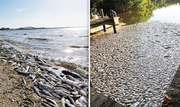 florida-red-tide-toxic-algae-dead-fish-florida-coast-998147