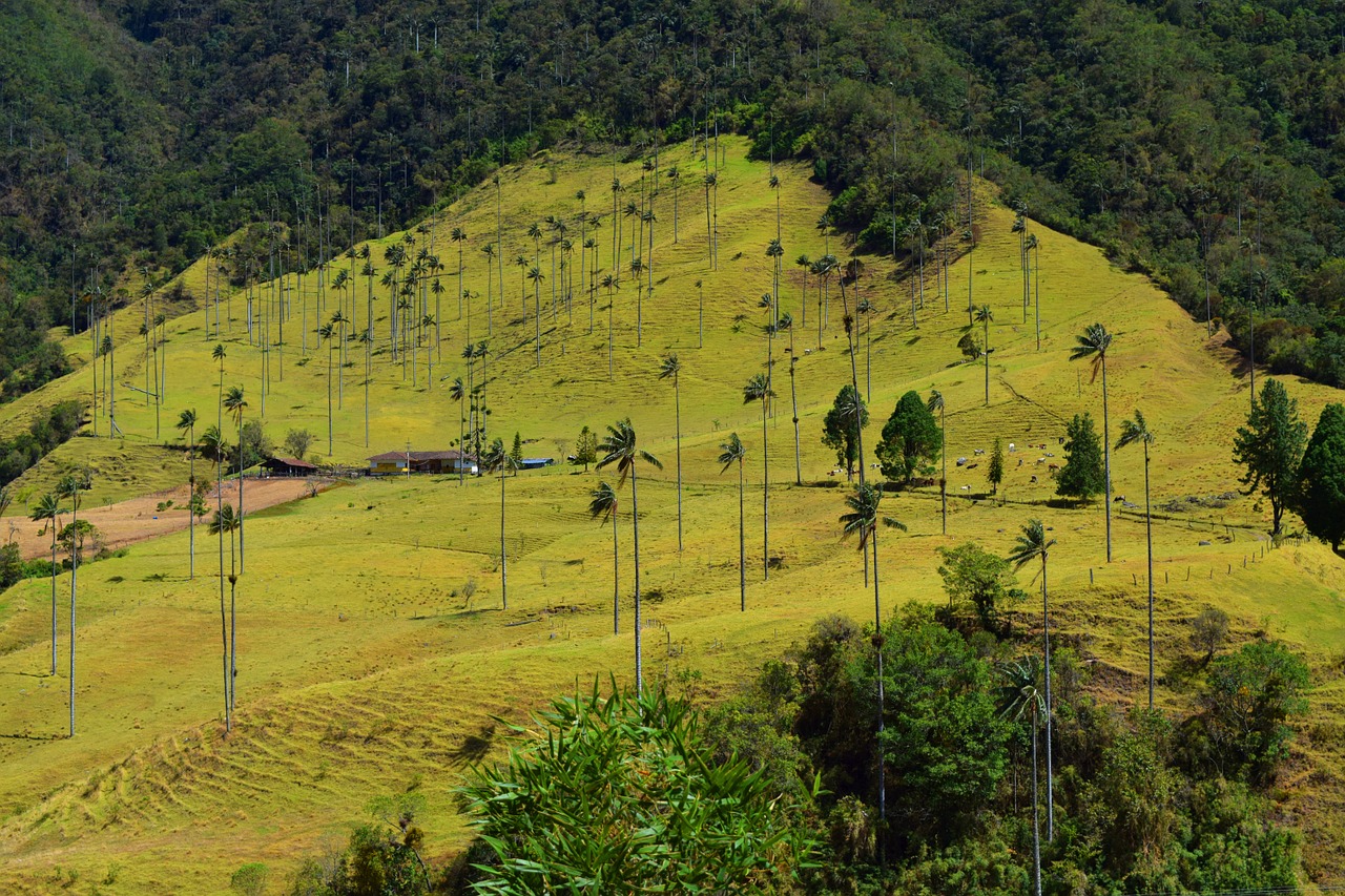 image Colombia valle del cocora