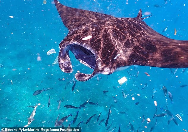 image 4513396 6200745 Distressing photos show manta rays struggling to swim in a cloud m 12 1537788492705