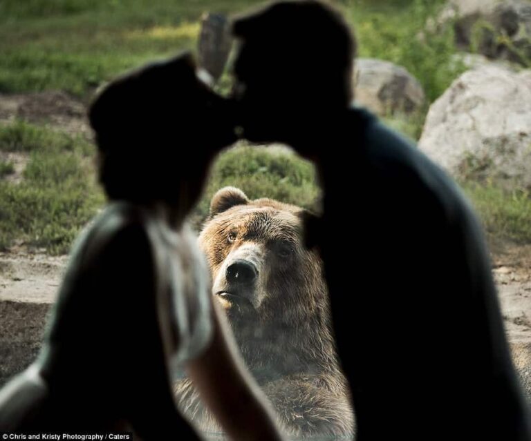 image 502CC78E00000578 6168583 So sad A bear hilariously photobombed a couple s wedding photos a 44 1536949135017