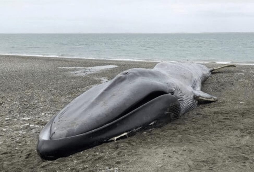 image ballena Captura de pantalla 2018 02 20 a las 11.45.15