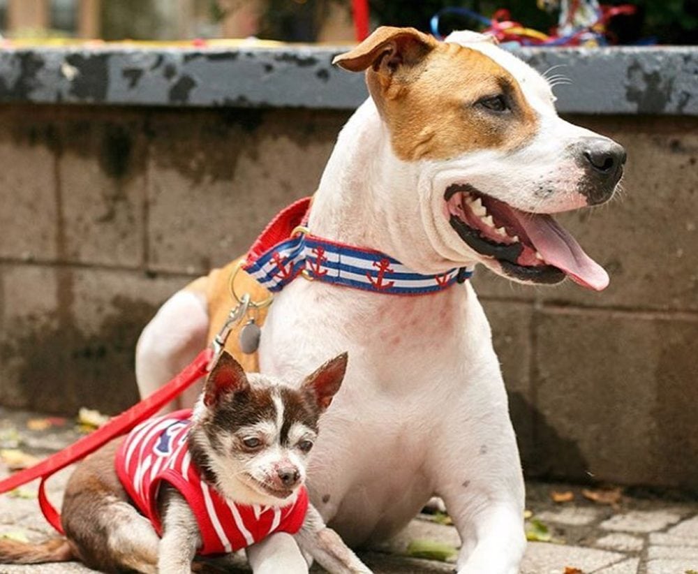 image pitbull Frank y Tito son inseparables