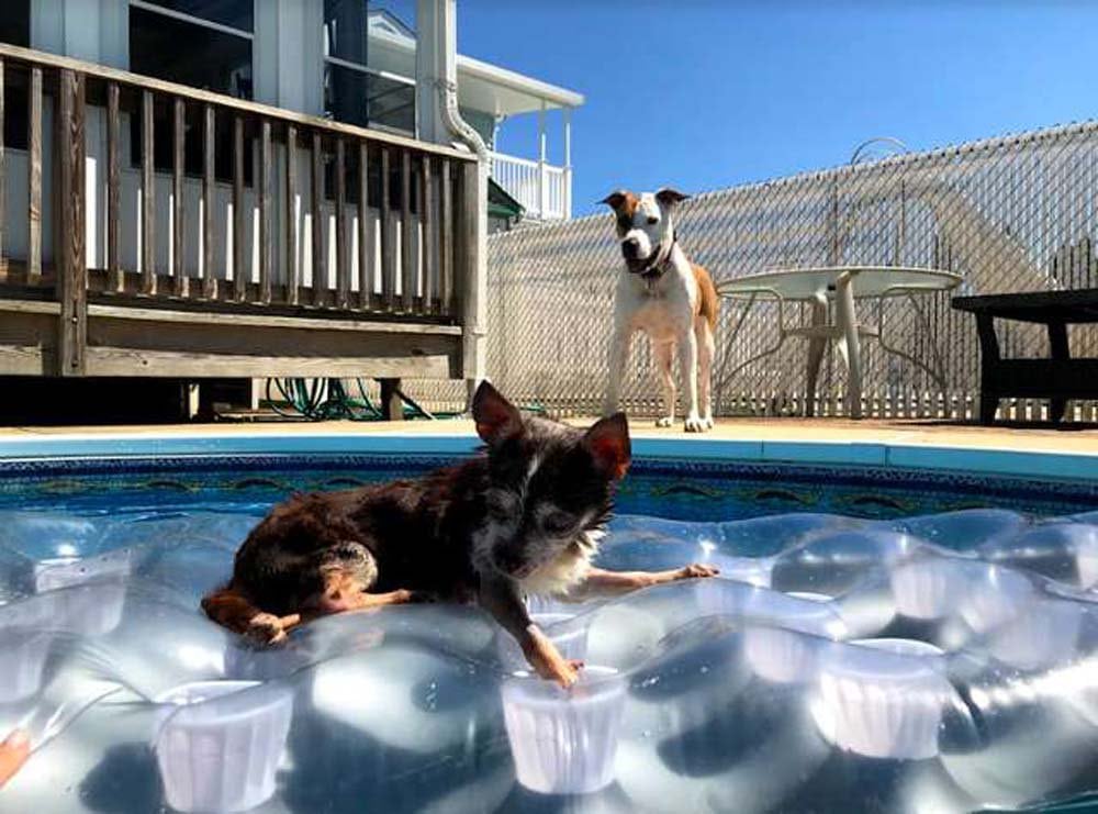 image pitbull Tito y Frank en la piscina