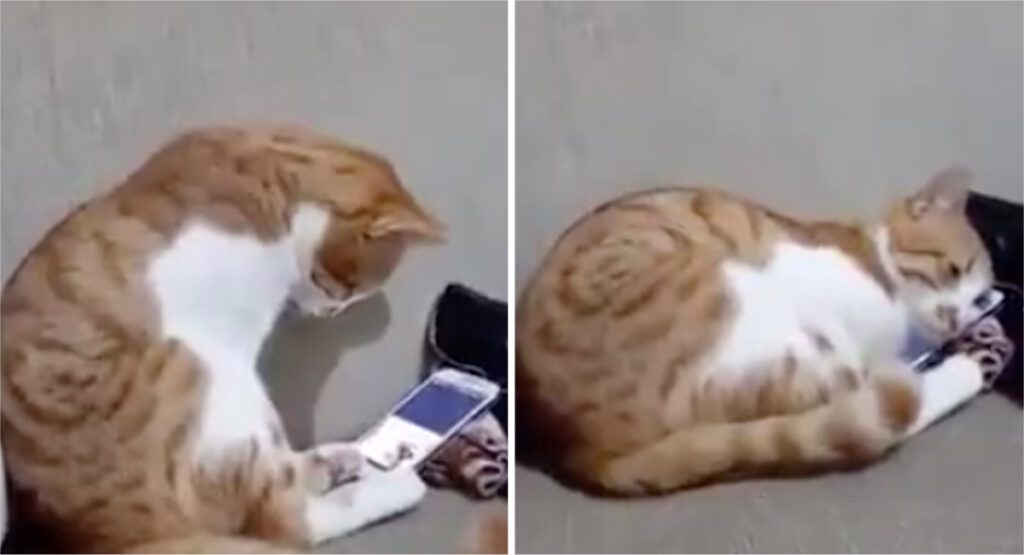 Triste reacción de un gatito al ver las imágenes de su dueña fallecida ???? image gatito 1