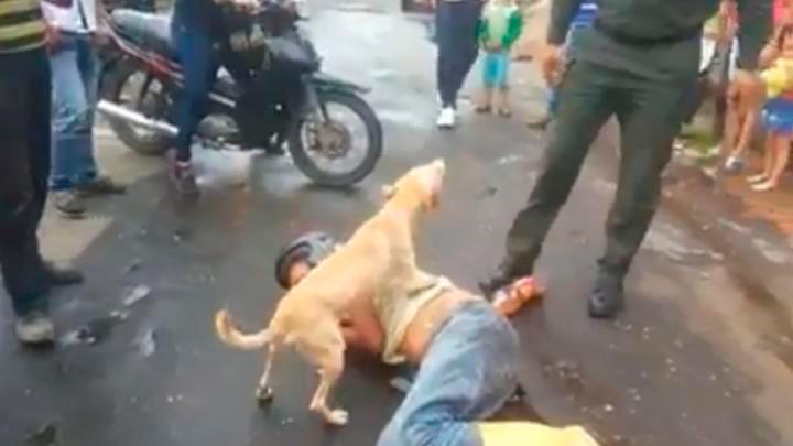 image cachorro noticia youtube perro colombia