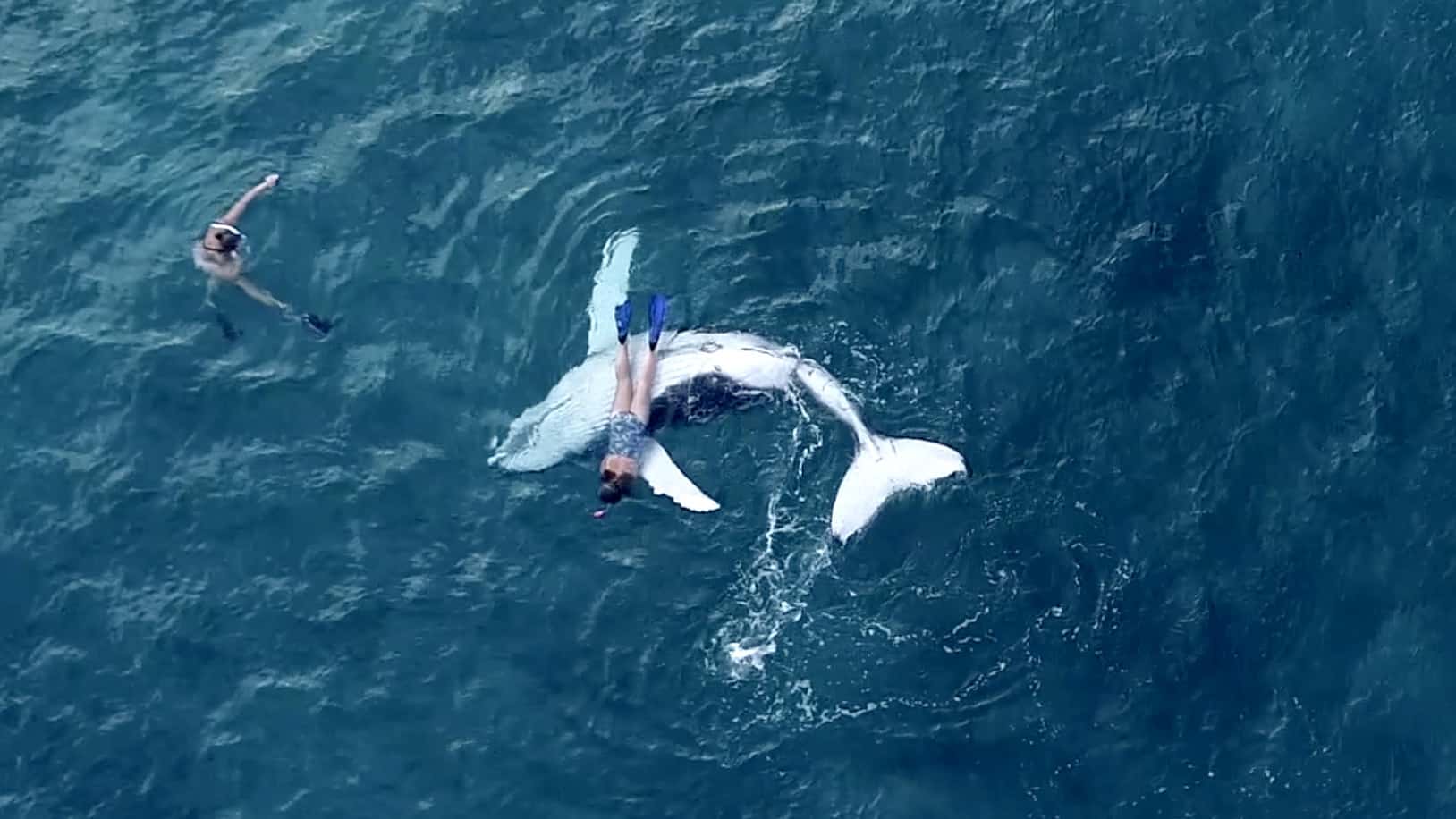 image 0 CATERS WOMAN SWIMS WITH BABY WHALE 01