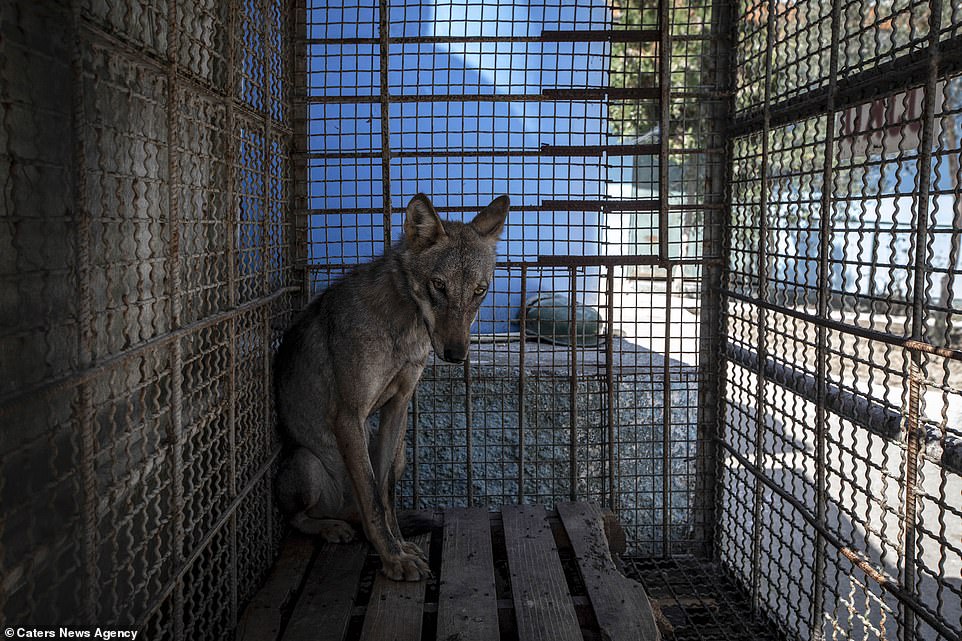 image 5084146 6285483 Malnourished This photo of a wolf shows it huddled in the corner a 1 1539775029452