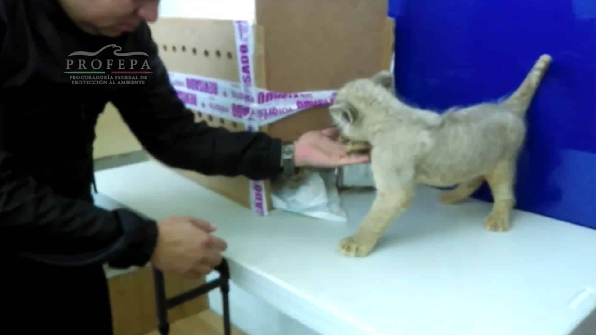 image león aeropuerto de Tijuana hallaron a un cachorro de leon 1920 1