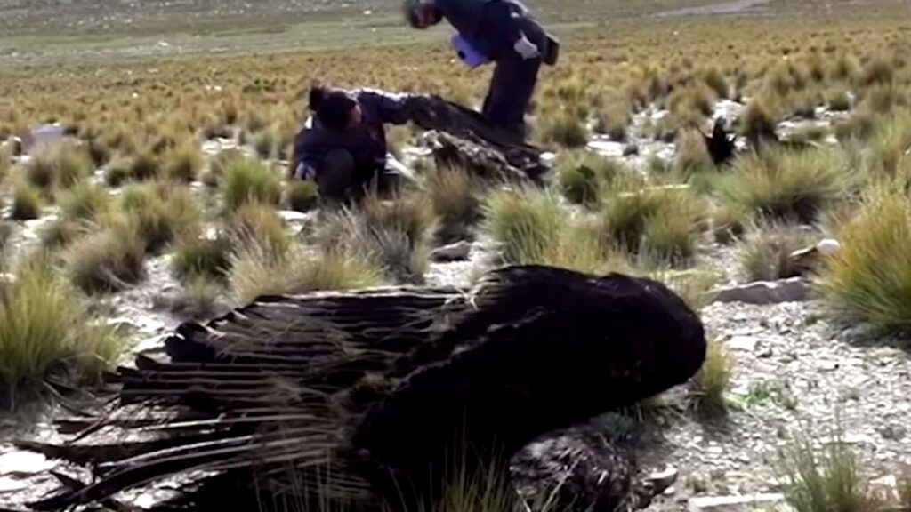 image cóndores muertos