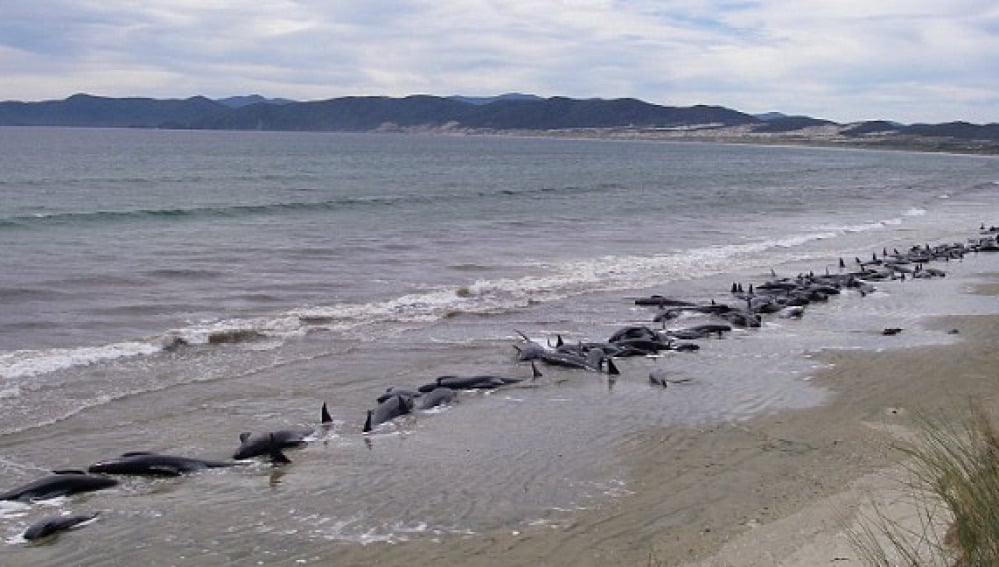 ballenas