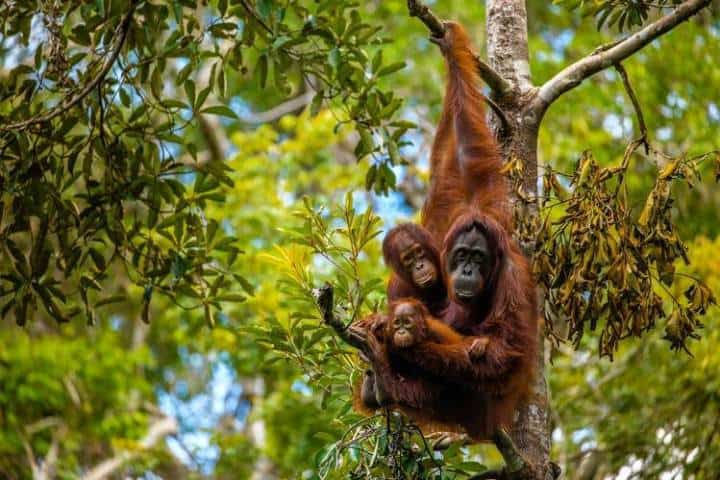 Familia-de-orangutanes-de-Borneo.-Imagen-vía-Wall-Street-Journal