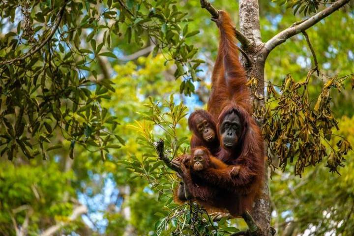 image Familia de orangutanes de Borneo. Imagen vía Wall Street Journal