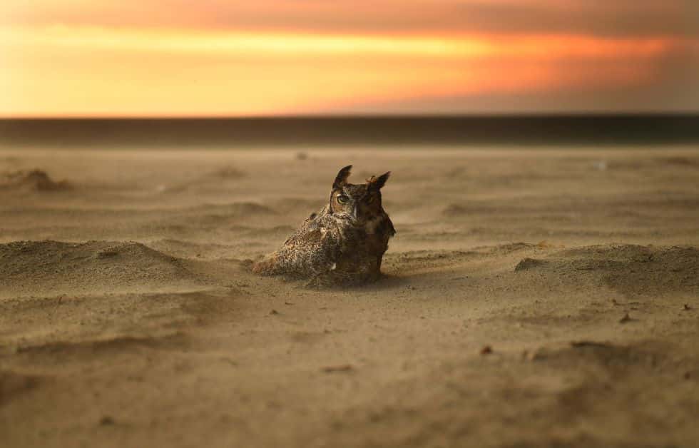 image an owl sits onthe beach in malibu as the woolsey fire news photo 1059708596 1542109657