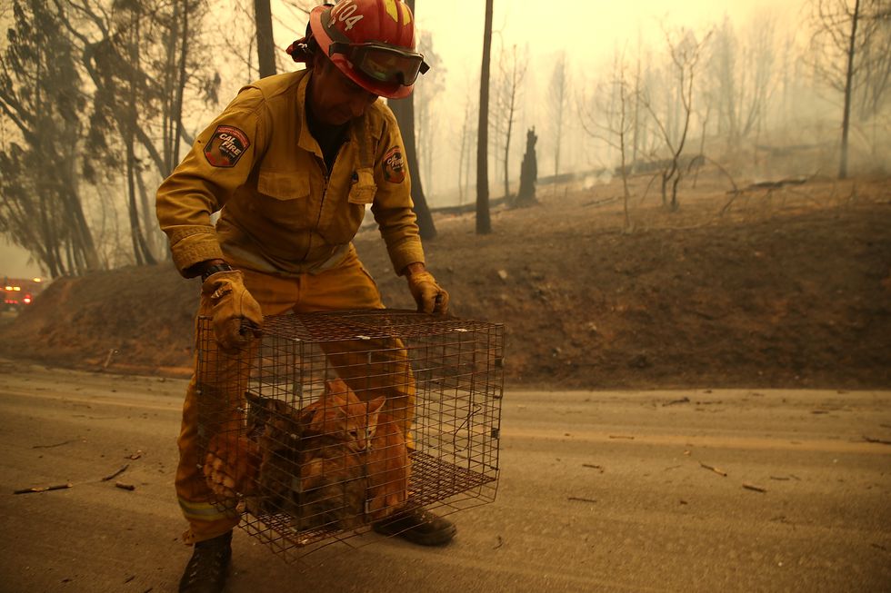 image cal fire captain steve millosovich carries a cage full of news photo 1059759336 1542110145