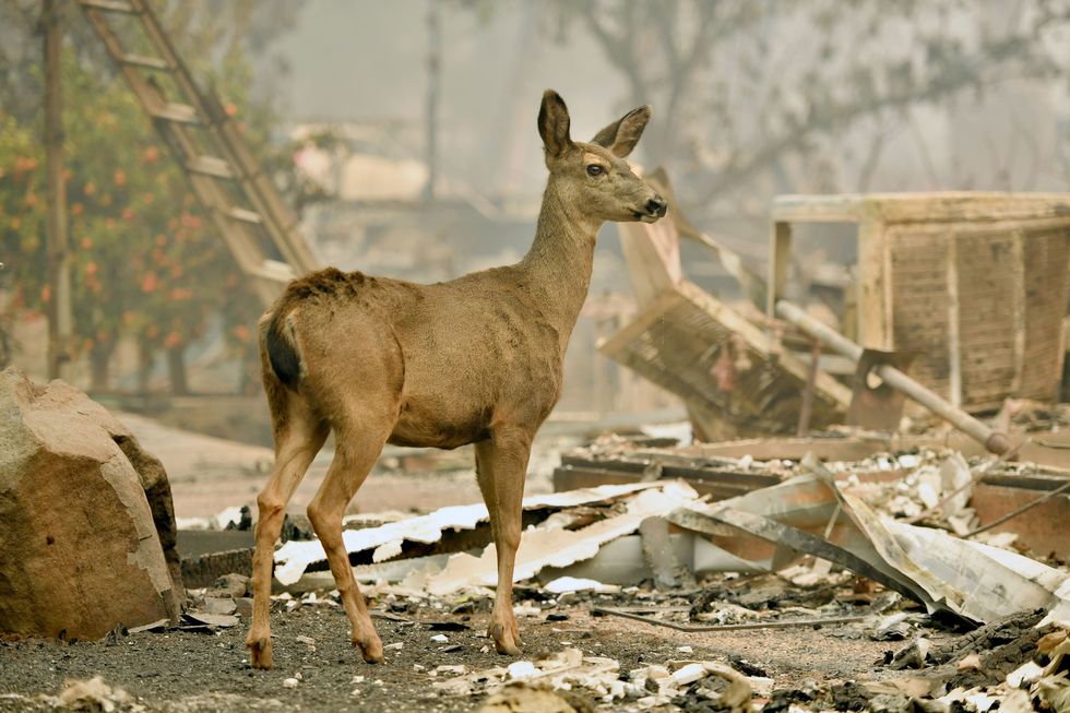 image deer looks on at a burned residences in paradise california news photo 1060092686 1542109855