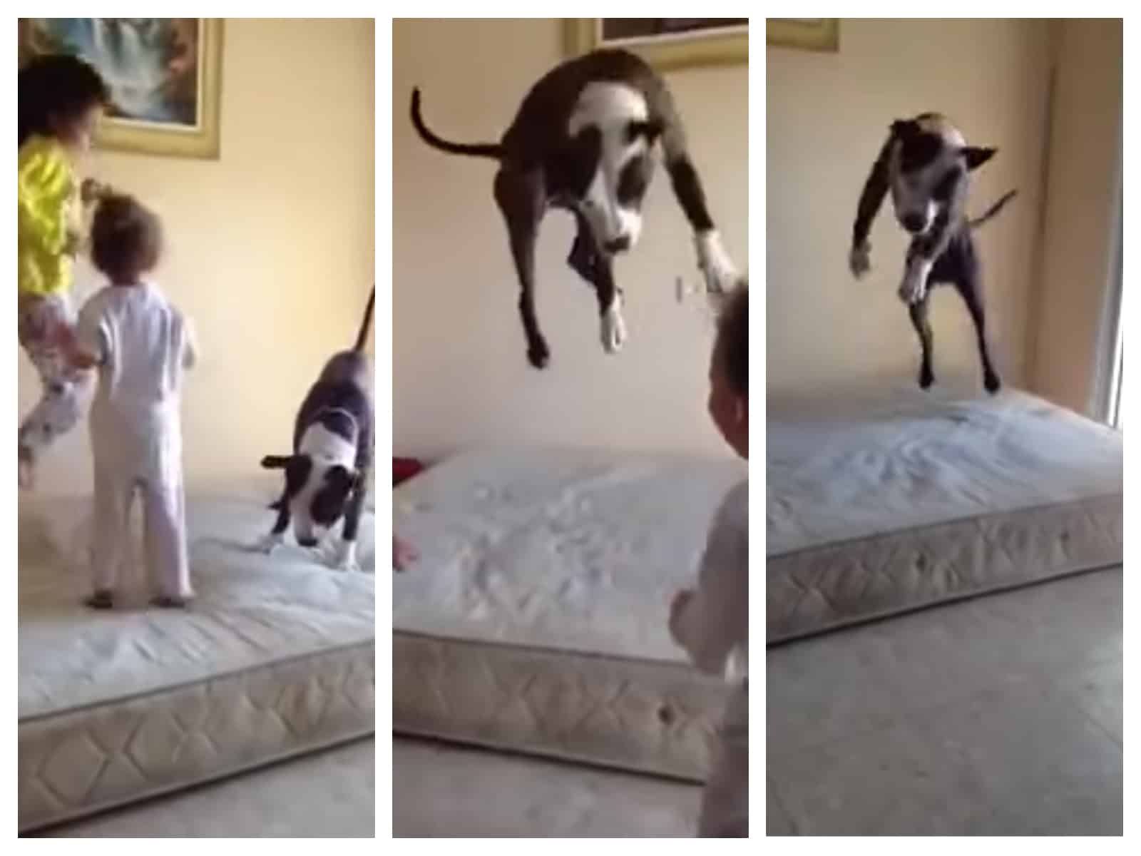 dogjumping