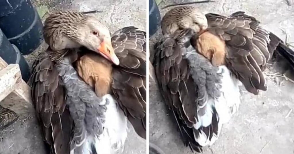 image duck protects puppy 11223334