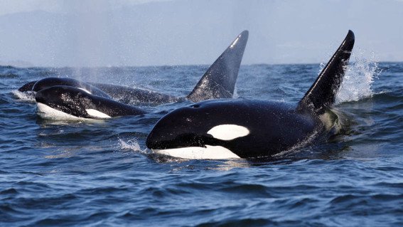image encuentran orcas atrapadas en carceles en rusia medium