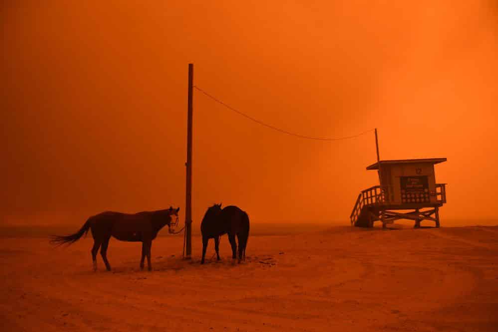 image horses are yied to a pole on the beach in malibu as the news photo 1059708452 1542109703