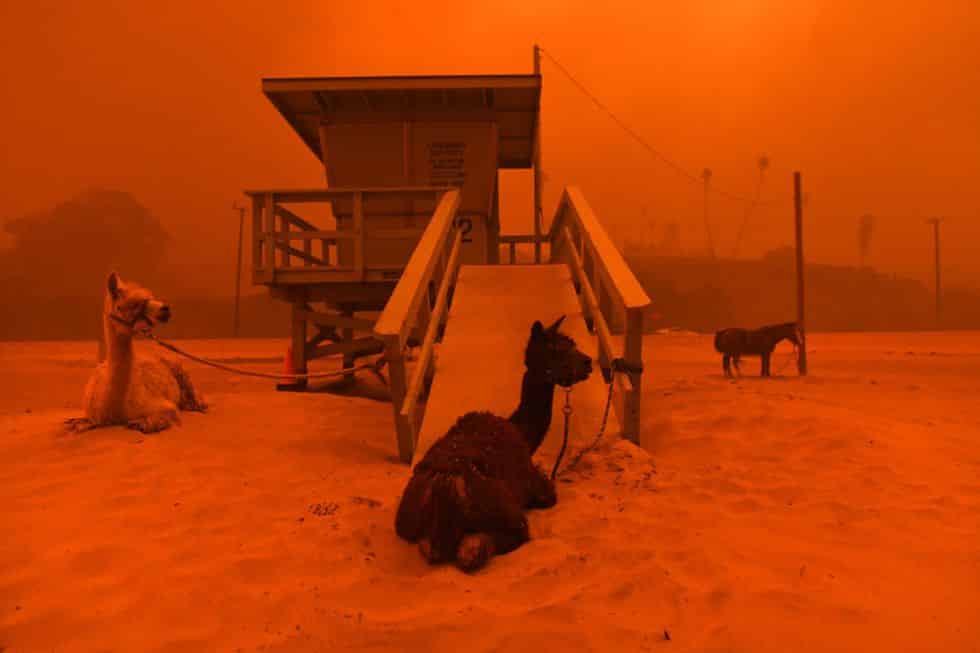 image llamas are tied to a lifeguard stand on the beach in malibu news photo 1059708472 1542110245