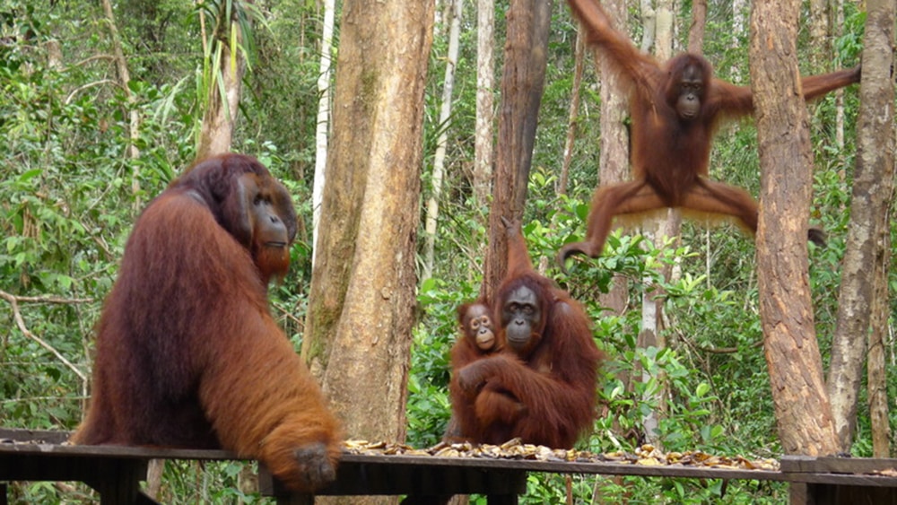 image Borneo orangutanes en borneo