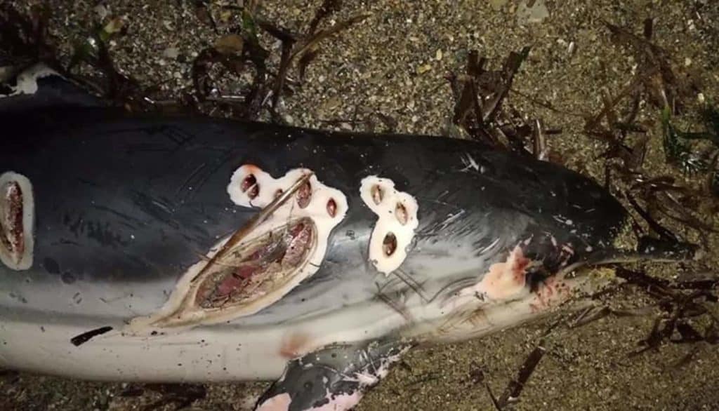 Encontraron un delfín muerto con el nombre "Juan" tallado en su cuerpo en una playa de España image NINTCHDBPICT000456851449 e1545226124151 2