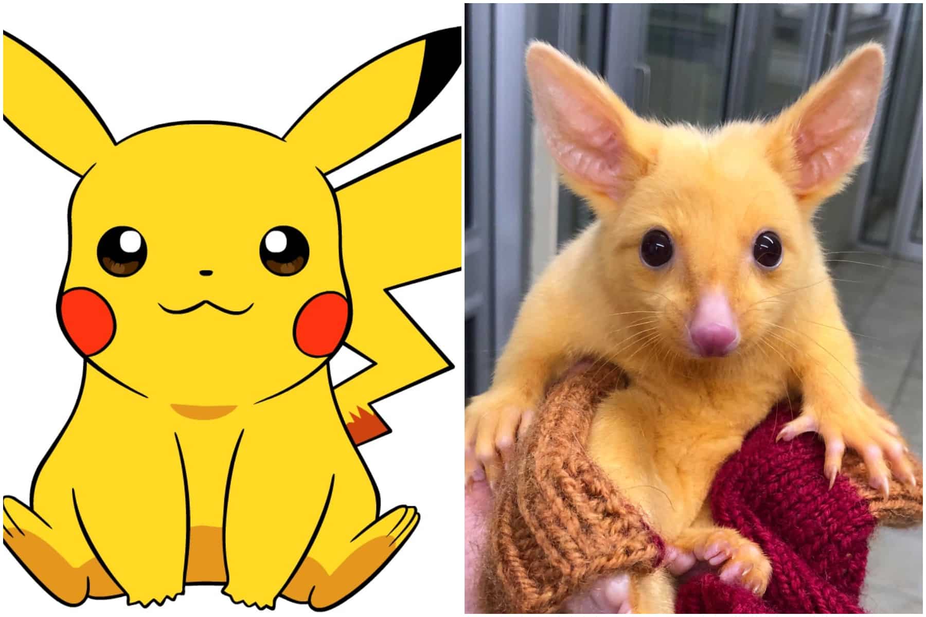 ¡Atentos los fanáticos de Pokémon! Encuentran un