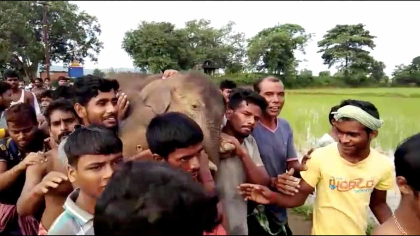 image 1535130058 archive 1 llevando elefante 1 1