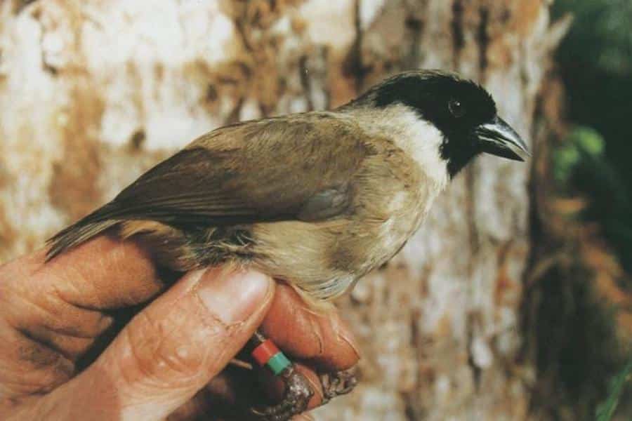 image Black faced Honeycreeper