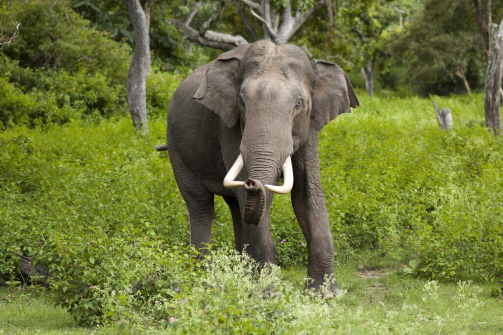 image Elephas maximus Bandipur