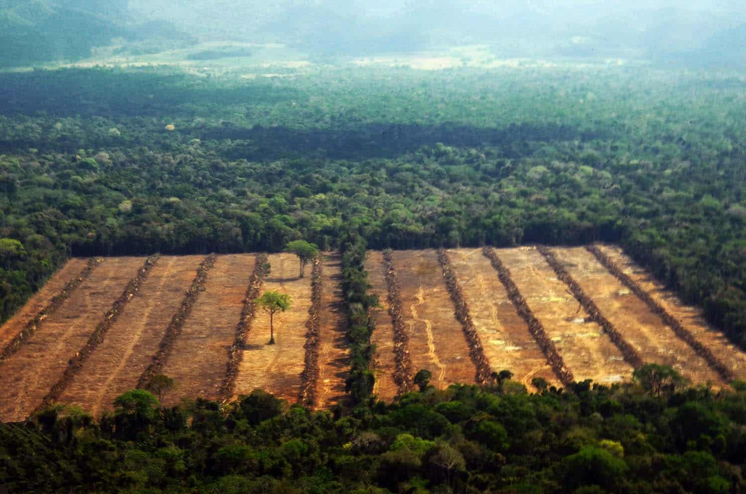 amazonia-bosques-deforestacion-areas_naturales_protegidas-4