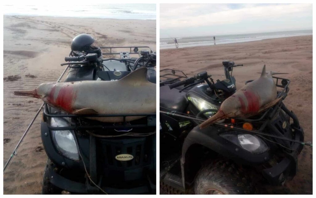 image denuncian que cazaron a un delfin y lo pasearon desangrado por la playa en cuatriciclo 1