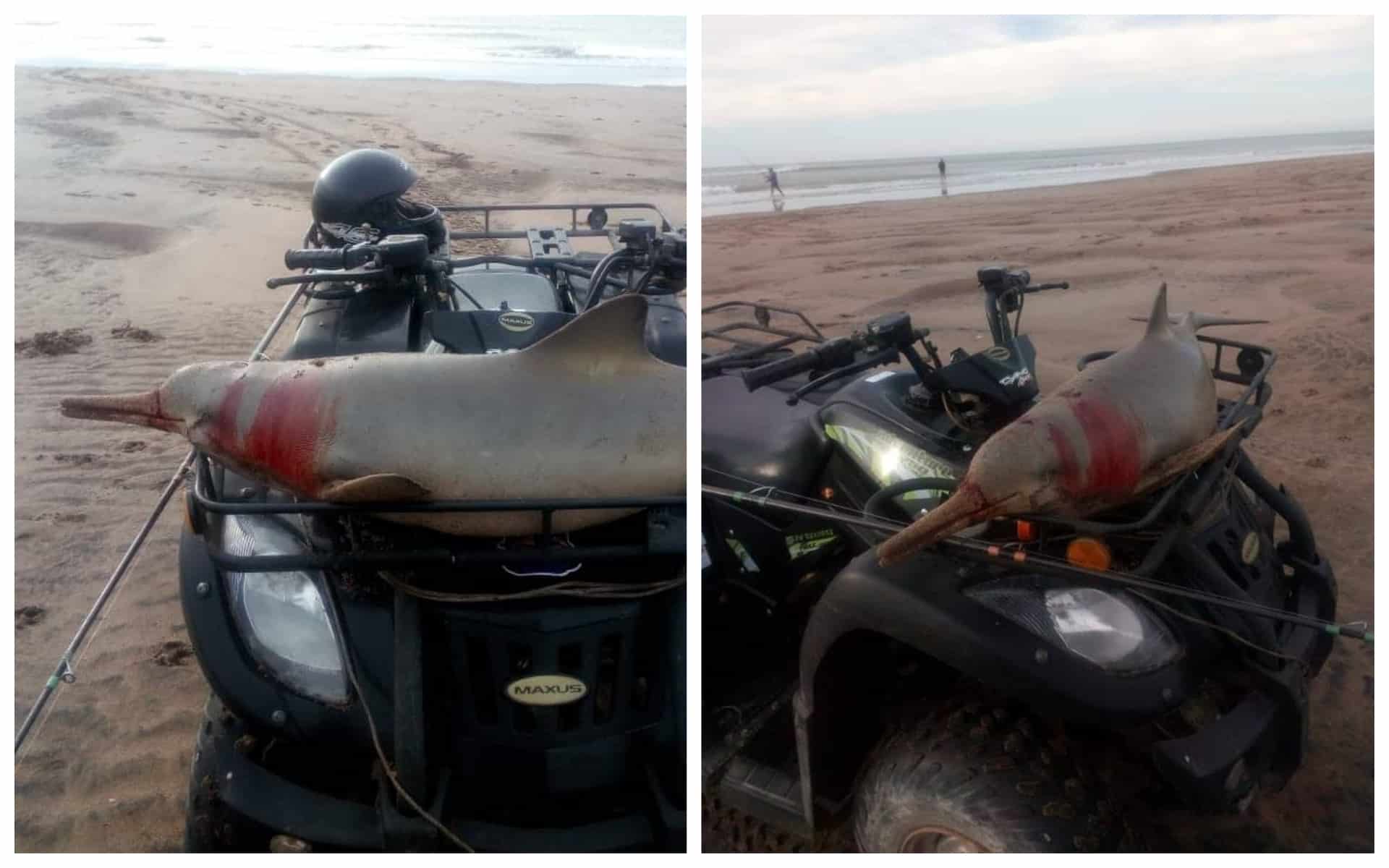 denuncian_que_cazaron_a_un_delfin_y_lo_pasearon_desangrado_por_la_playa_en_cuatriciclo