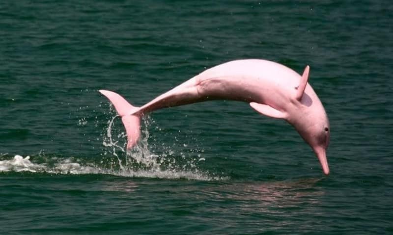 image foto de delfines rosados del amazonas