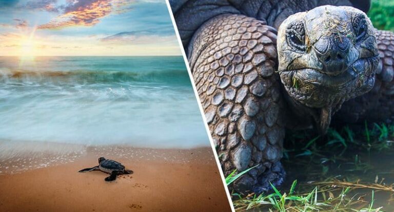 image galapagos turtles fb