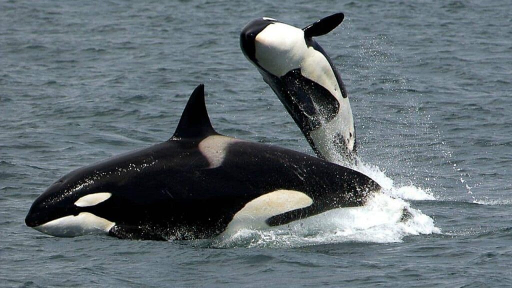 image 52439596 2063845707014280 6796094410804166656 n 1