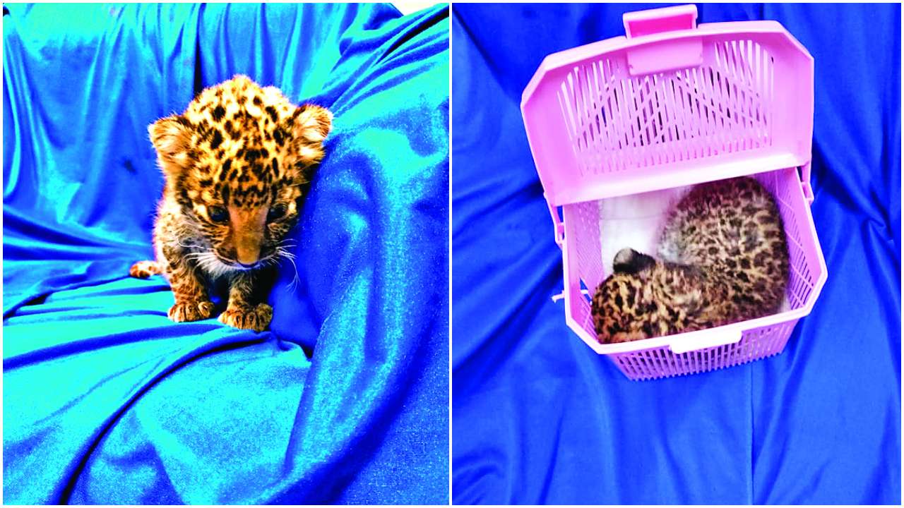 786128-leopard-cub-1